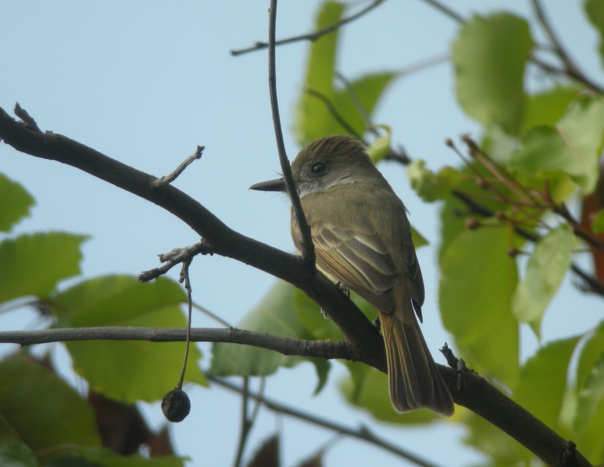 Dusky-capped Flycatcher (olivascens) - ML132876101