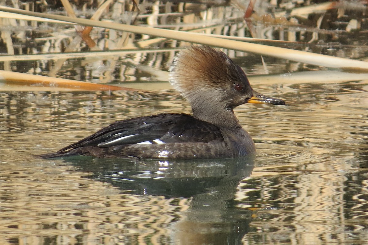 Hooded Merganser - ML132876241