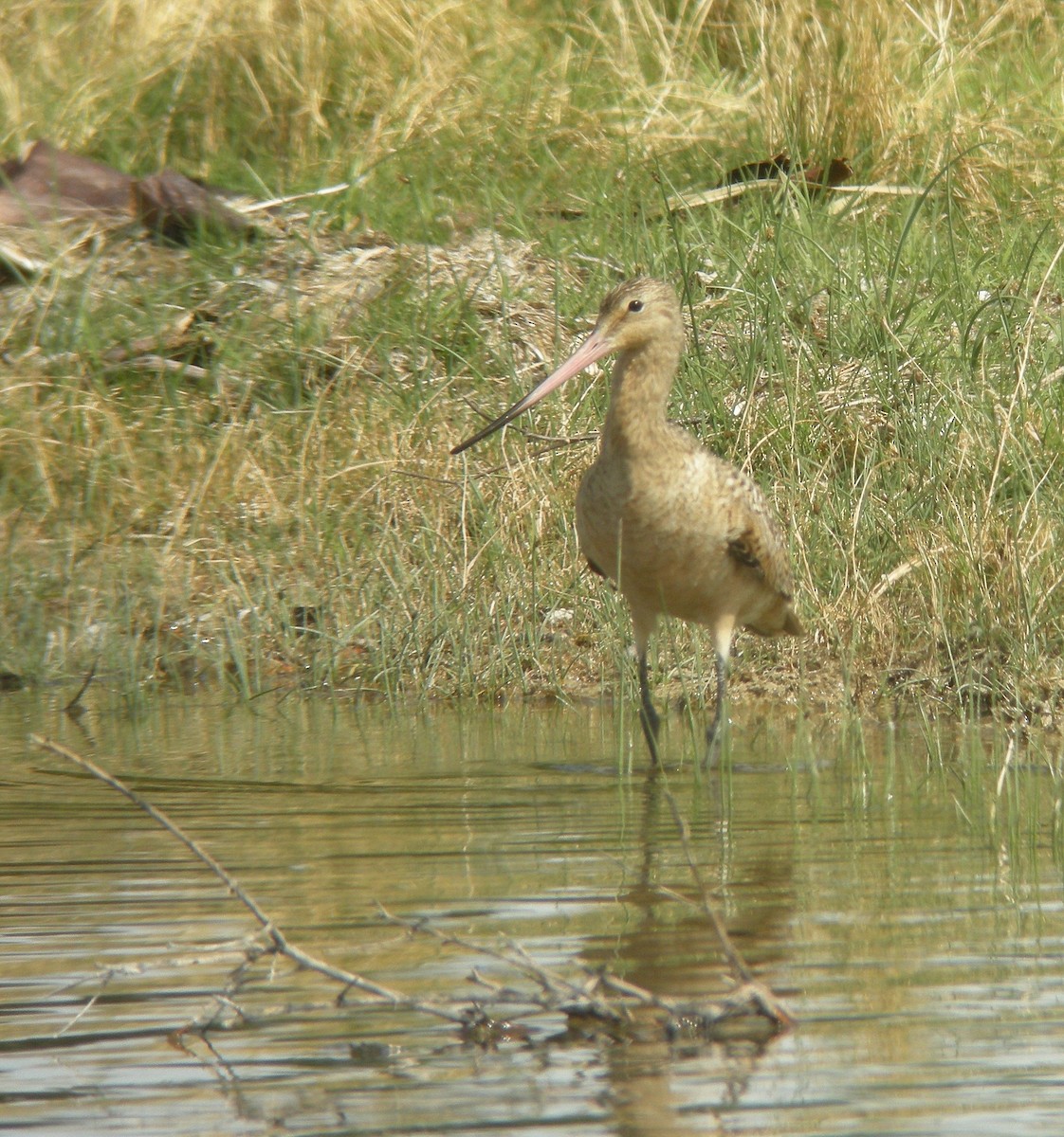 Marbled Godwit - Curtis Marantz