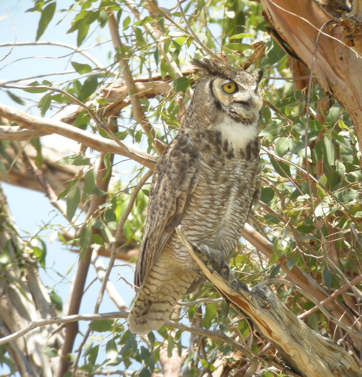 Great Horned Owl - ML132877101