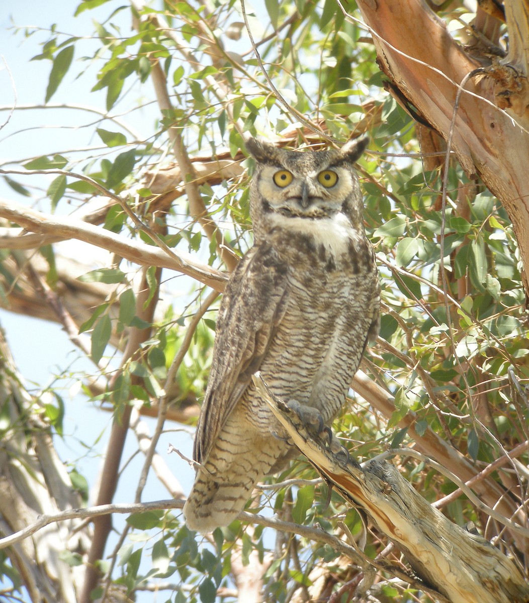 Great Horned Owl - ML132877121