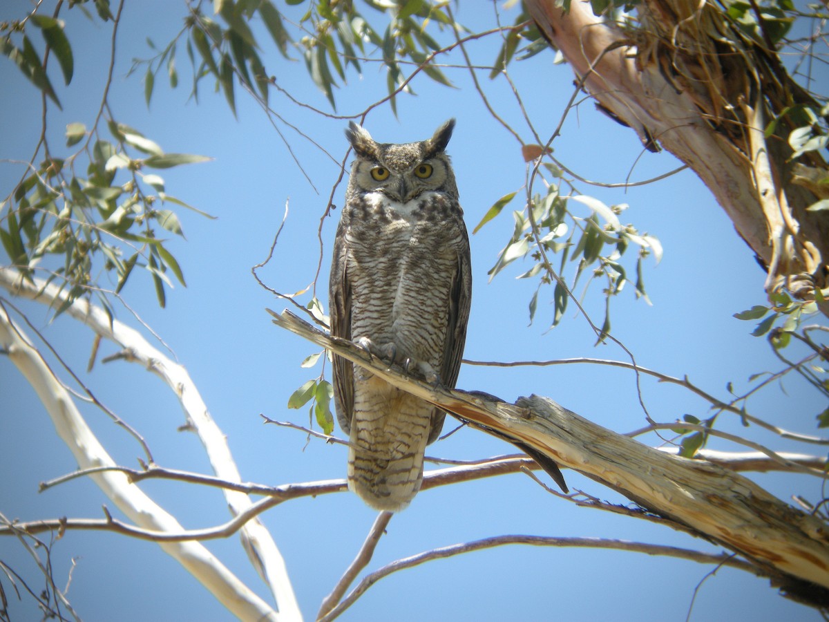 Great Horned Owl - ML132877151