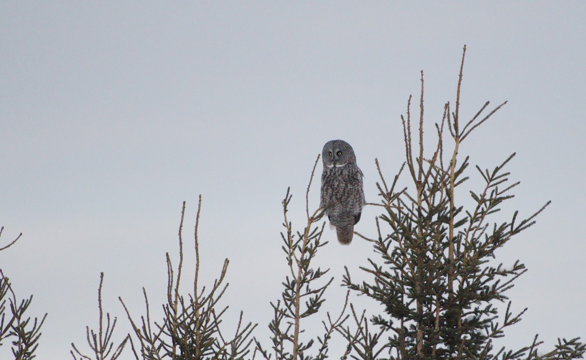 Great Gray Owl - ML132877531