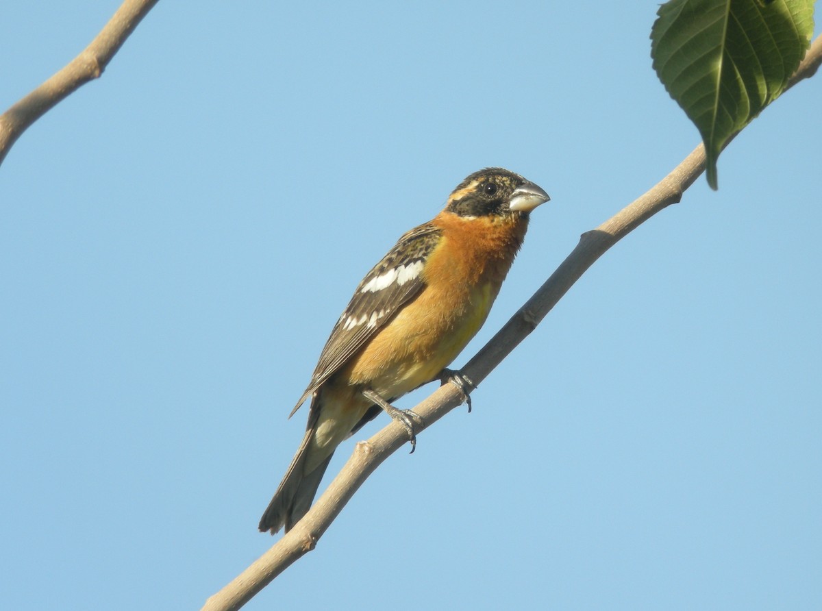 Black-headed Grosbeak - ML132877571