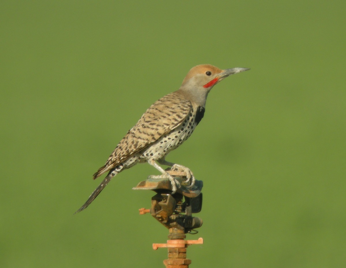 Gilded Flicker - ML132877591