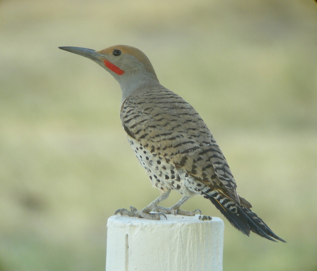 Gilded Flicker - ML132877641