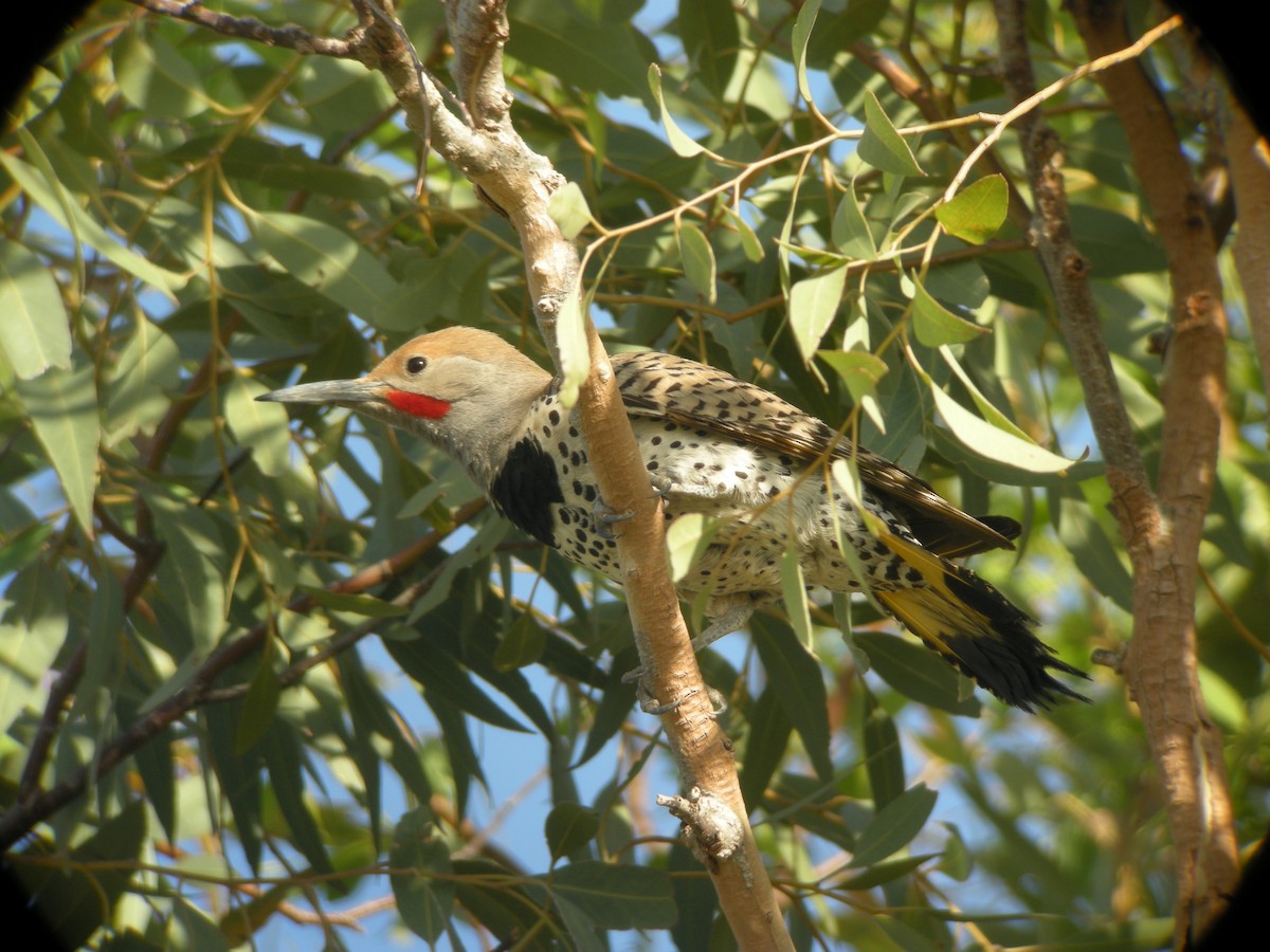 Gilded Flicker - ML132877681