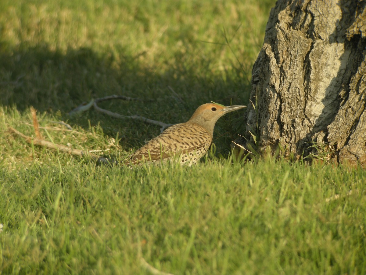 Gilded Flicker - ML132877751