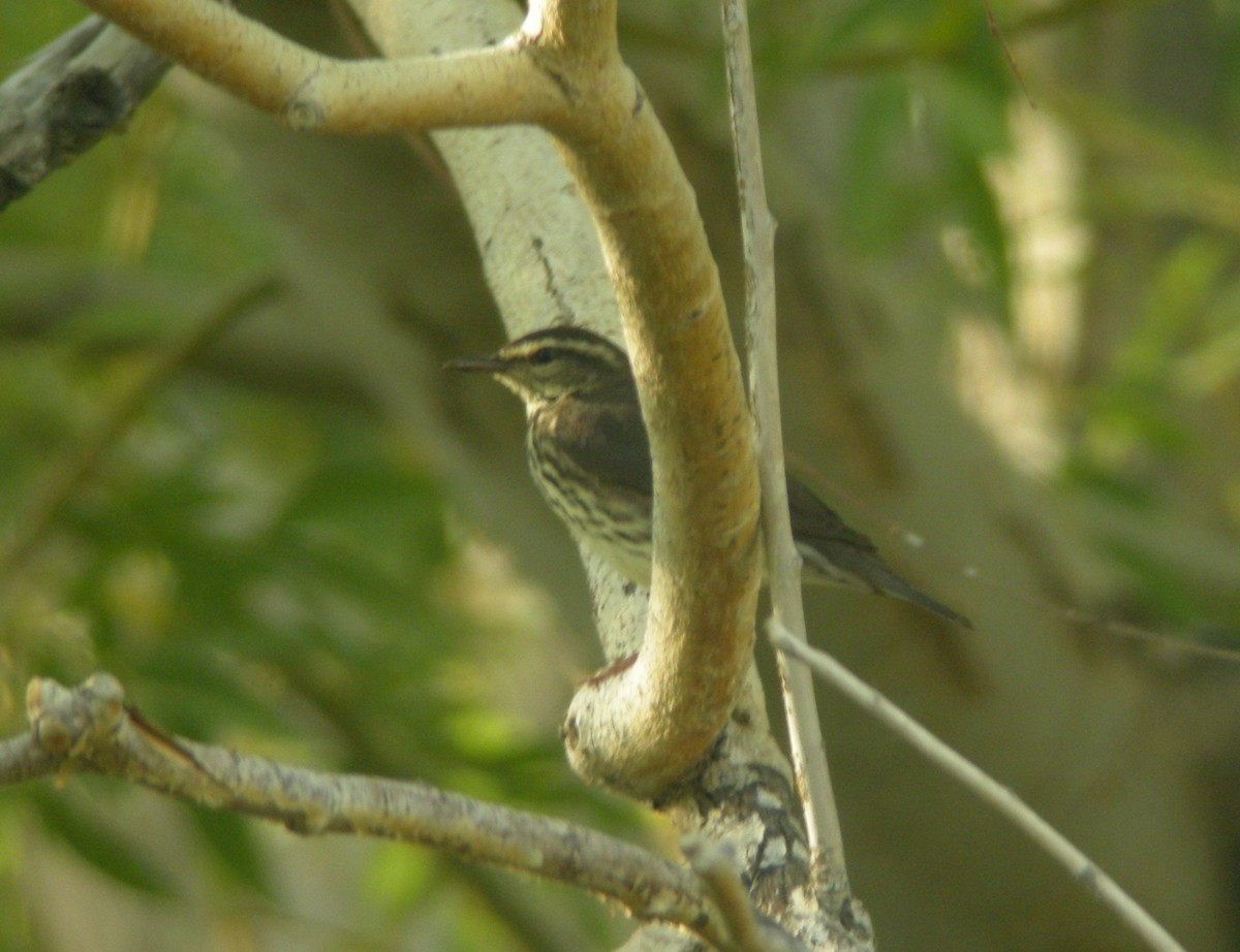 Northern Waterthrush - ML132877941