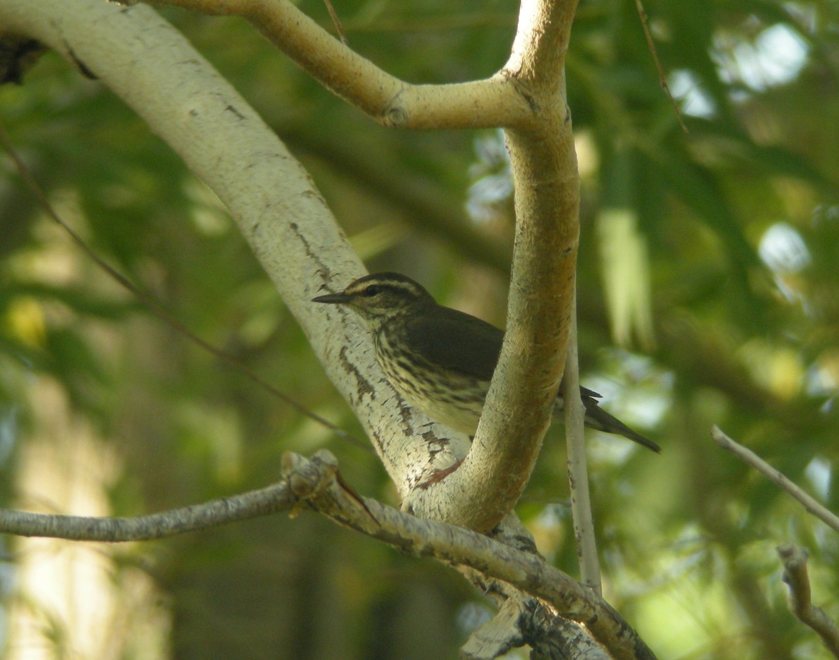 Northern Waterthrush - ML132878001