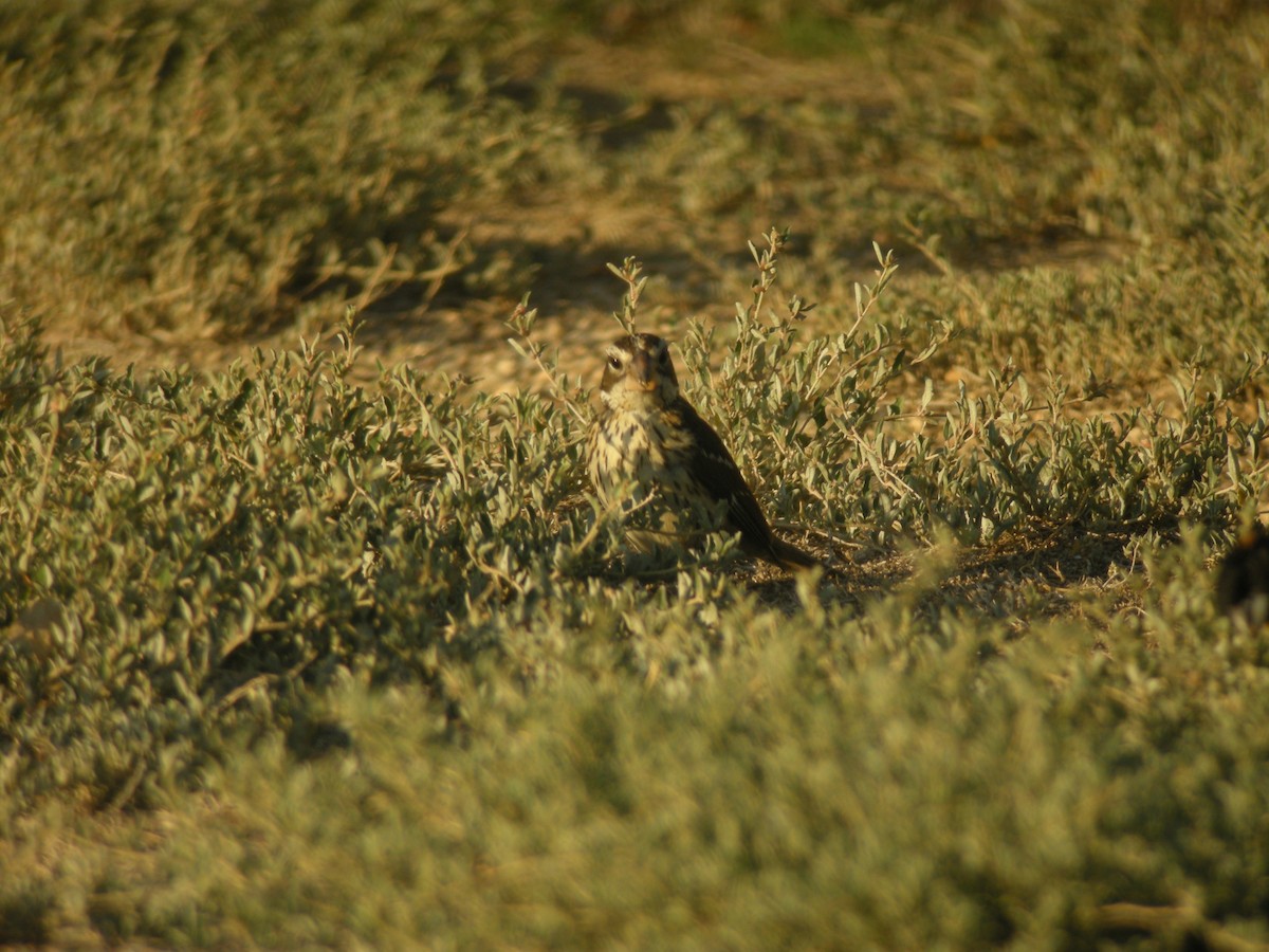 Rose-breasted Grosbeak - ML132878081