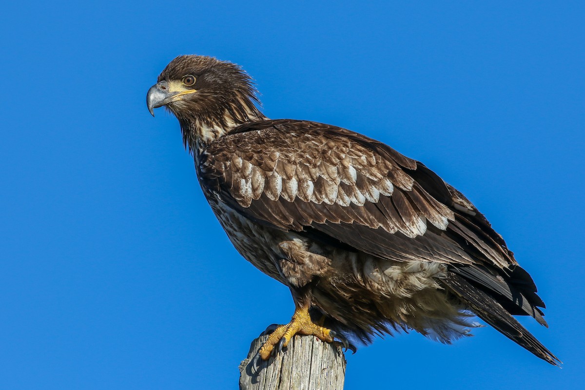 Bald Eagle - Blair Dudeck