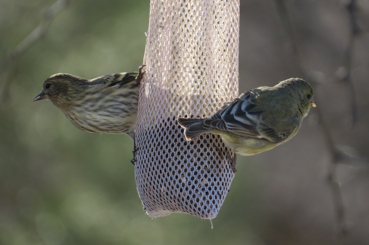 Pine Siskin - ML132878161