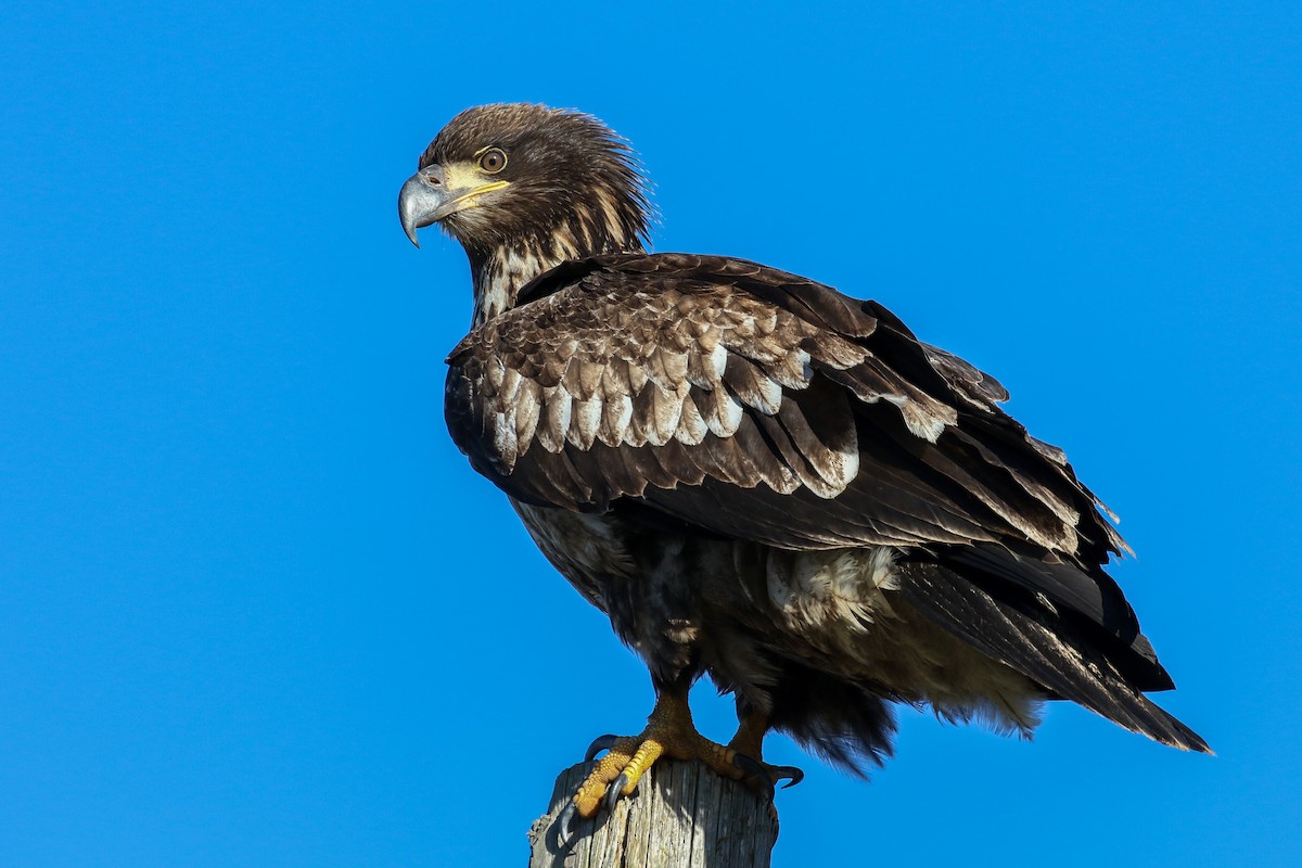 Bald Eagle - ML132878551