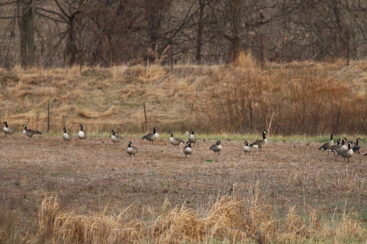 Cackling Goose (Richardson's) - Andy Wilson