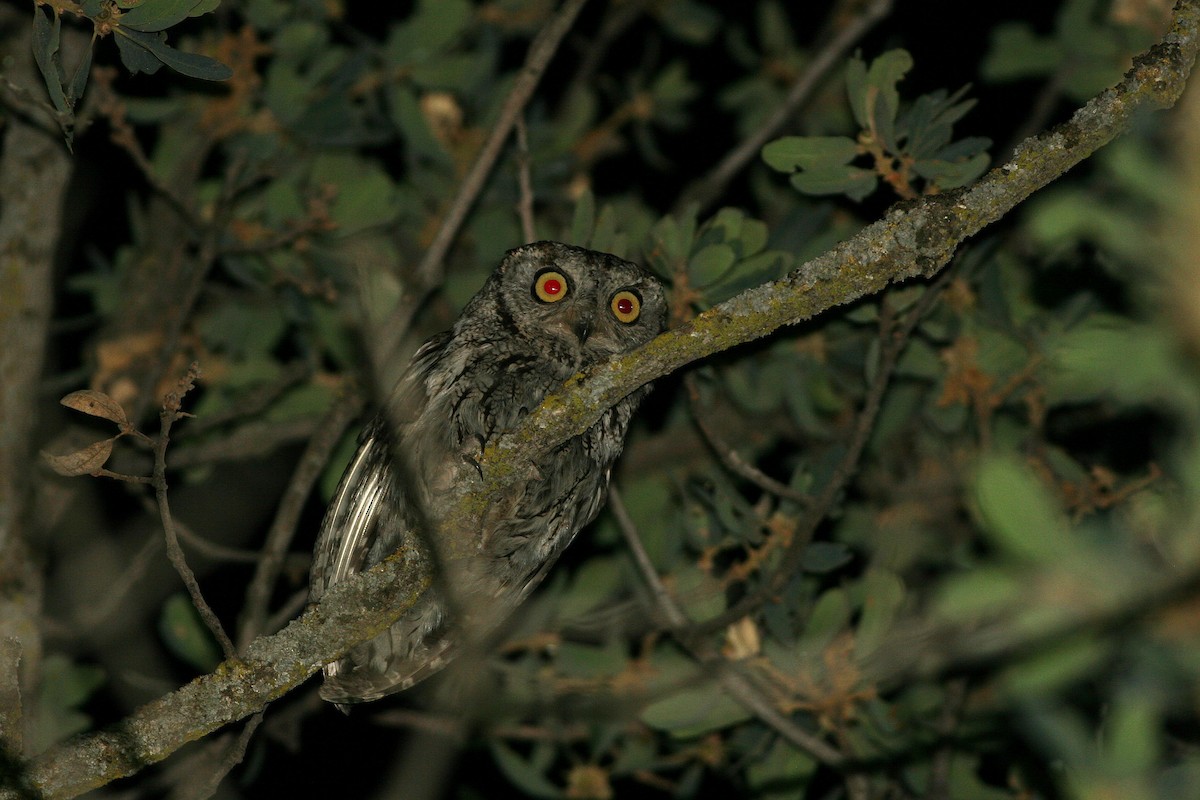 Western Screech-Owl - ML132878911