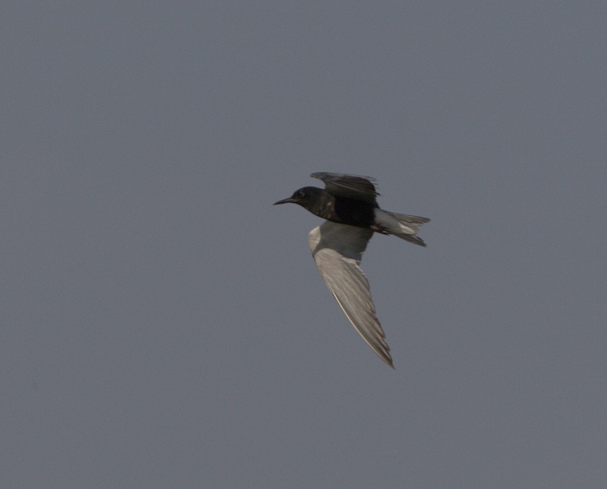 Black Tern - ML132879021