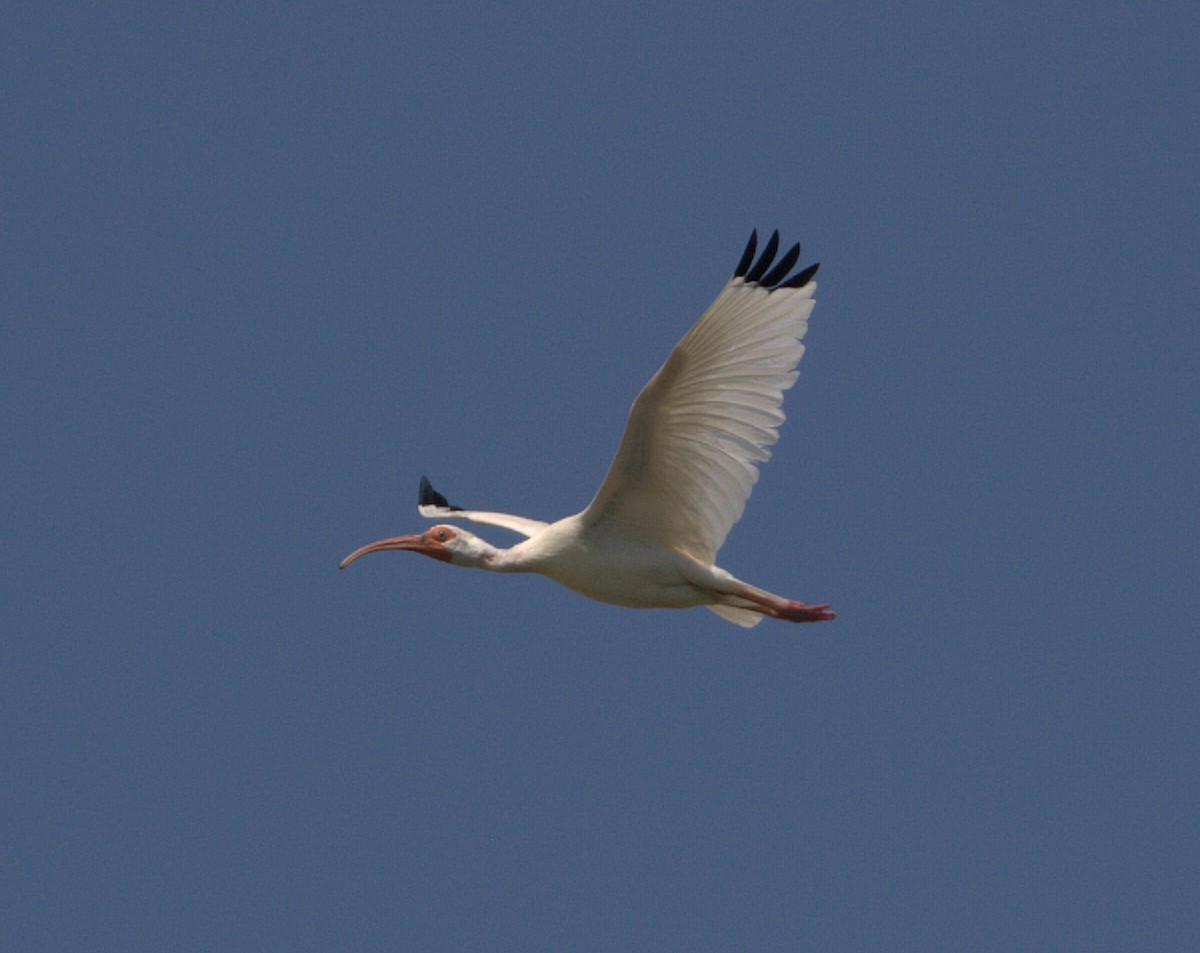 ibis bílý - ML132879411