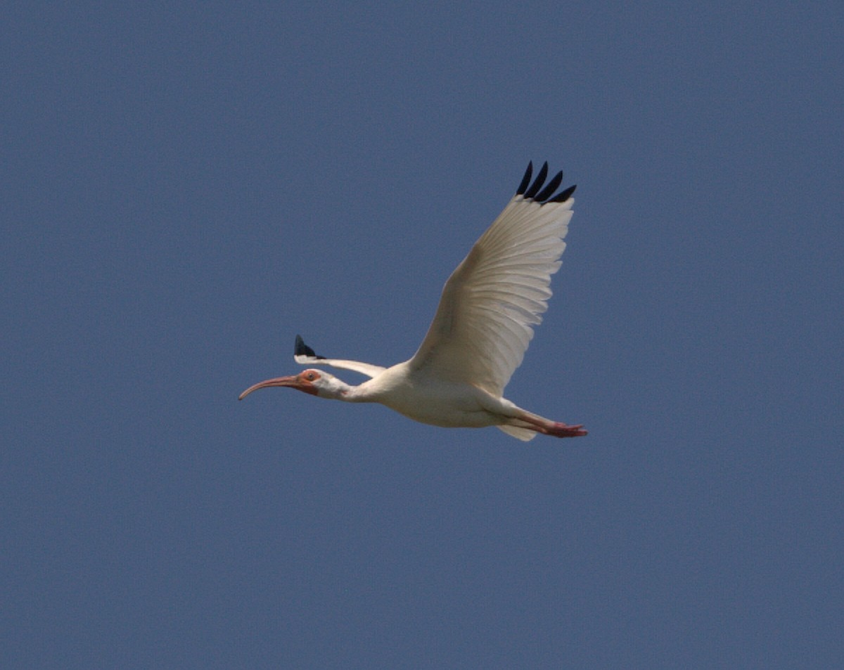 White Ibis - ML132879411