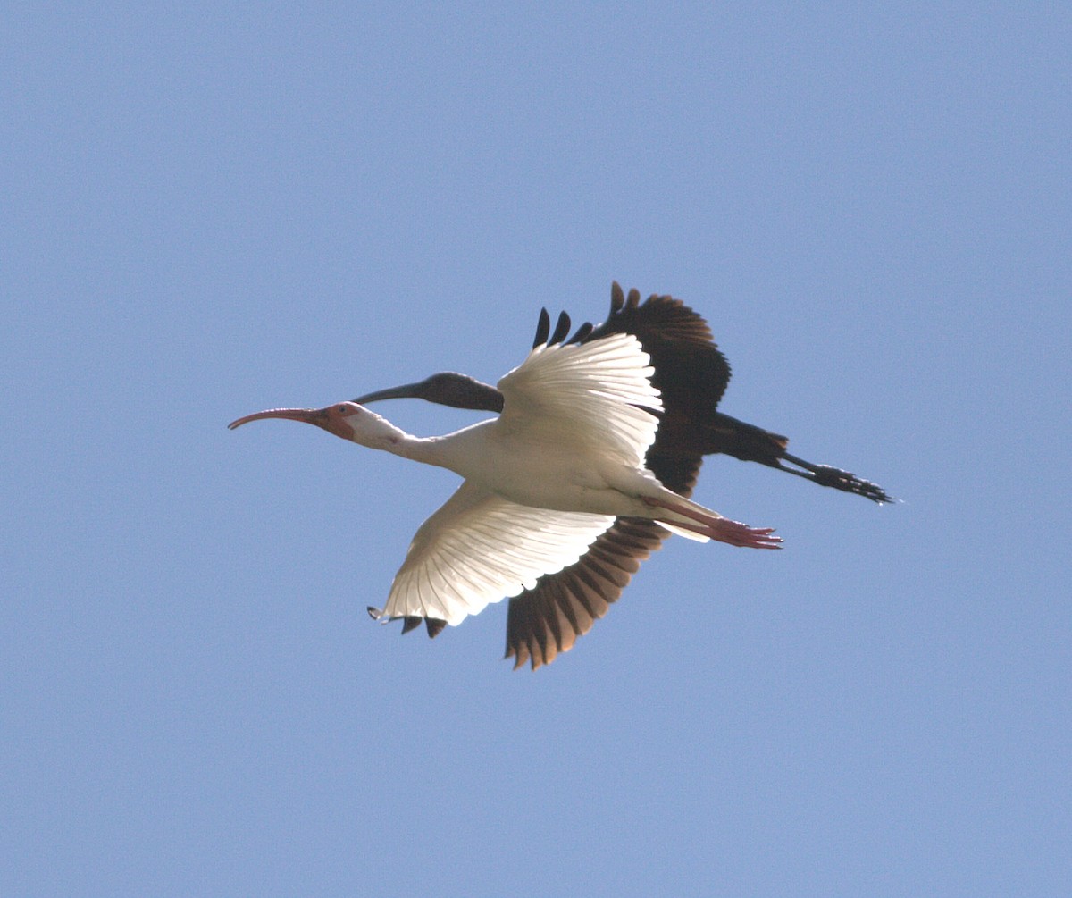 ibis bílý - ML132879441