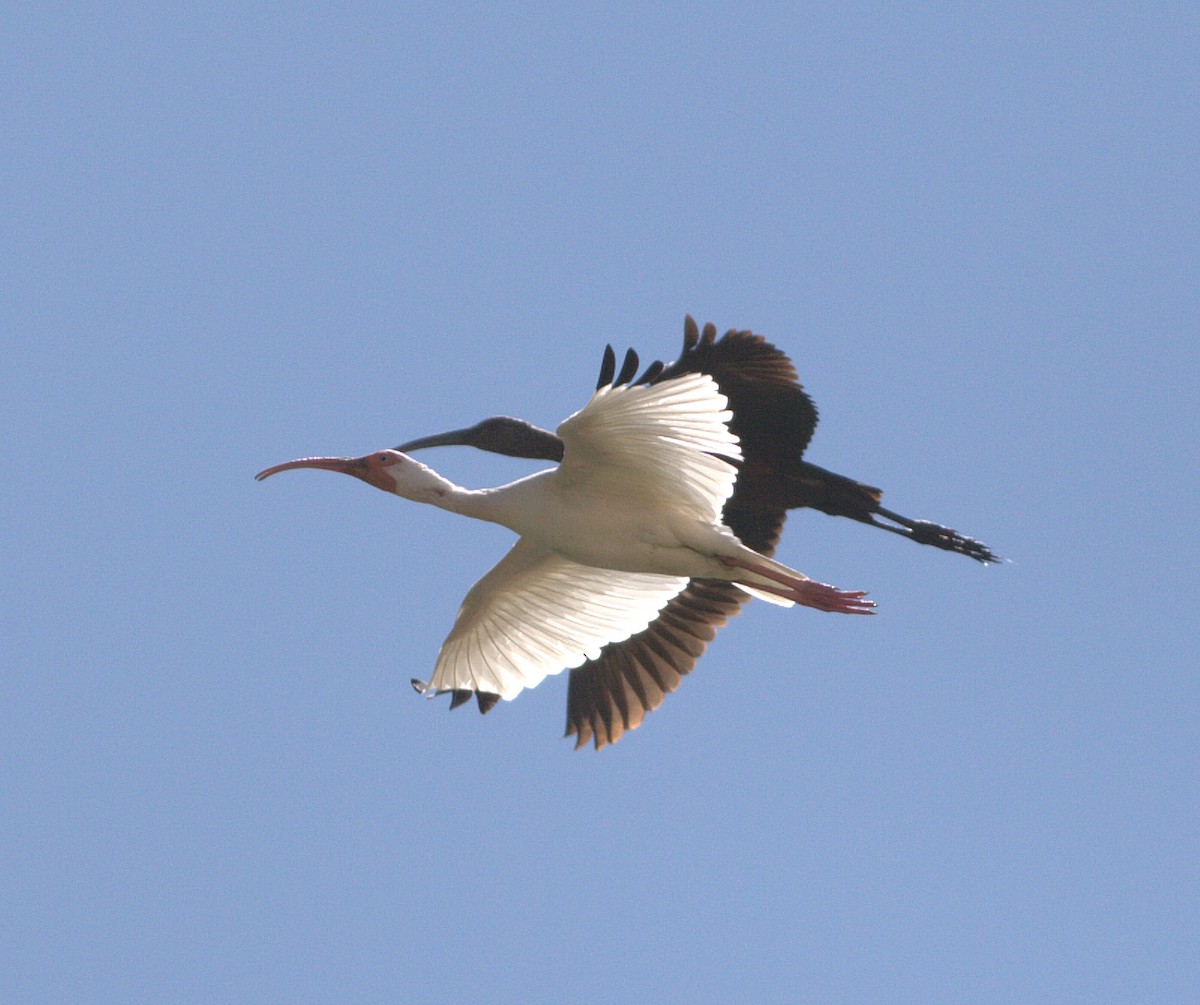 White Ibis - ML132879441