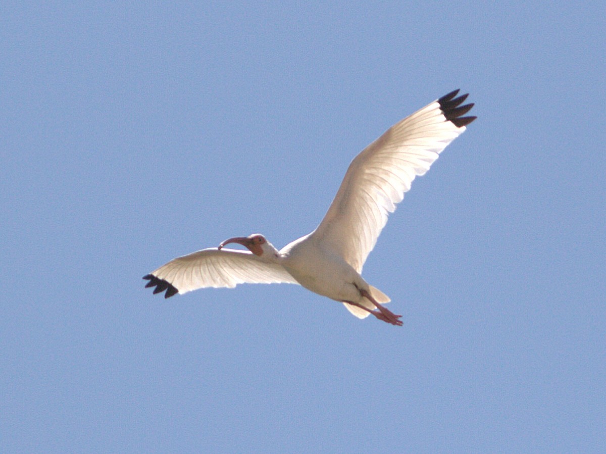 ibis bílý - ML132879491