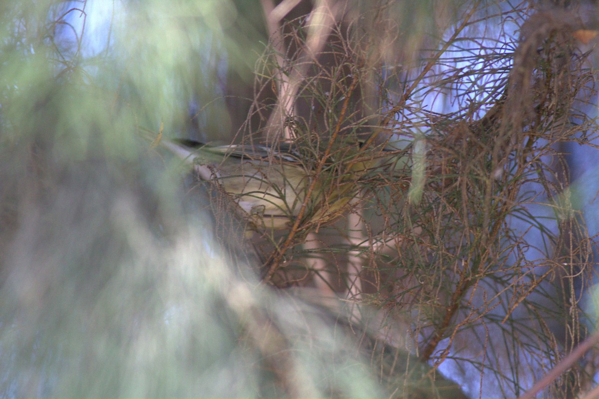 Blackpoll Warbler - ML132880711