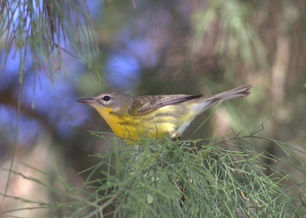 Prairie Warbler - ML132880761