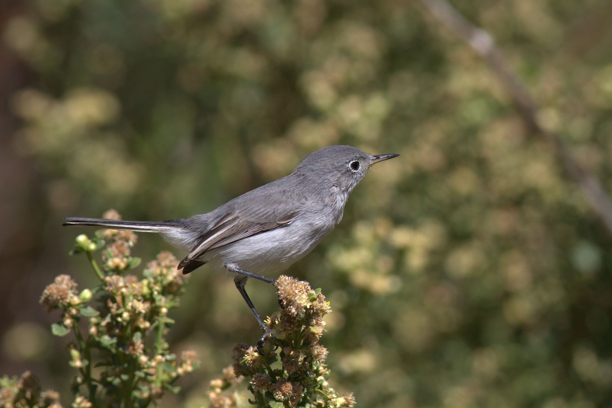 Gobemoucheron gris-bleu - ML132880881