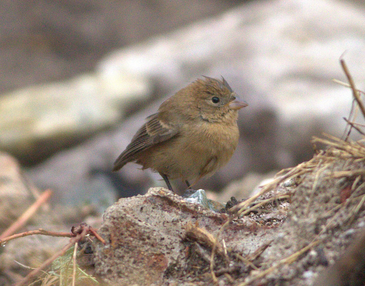 Varied Bunting - Curtis Marantz