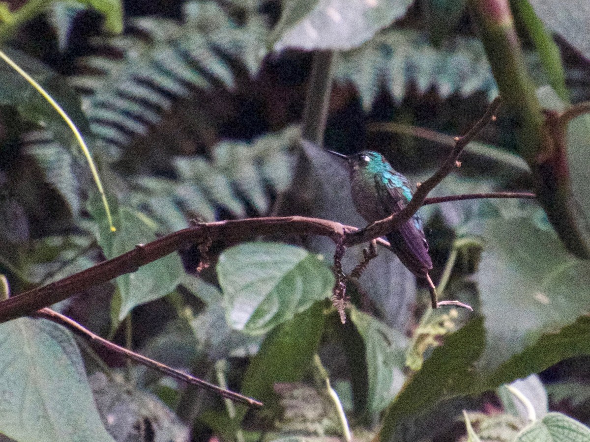 Emerald-chinned Hummingbird - ML132881771