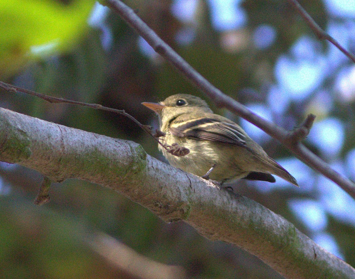 Yellow-bellied Flycatcher - Curtis Marantz