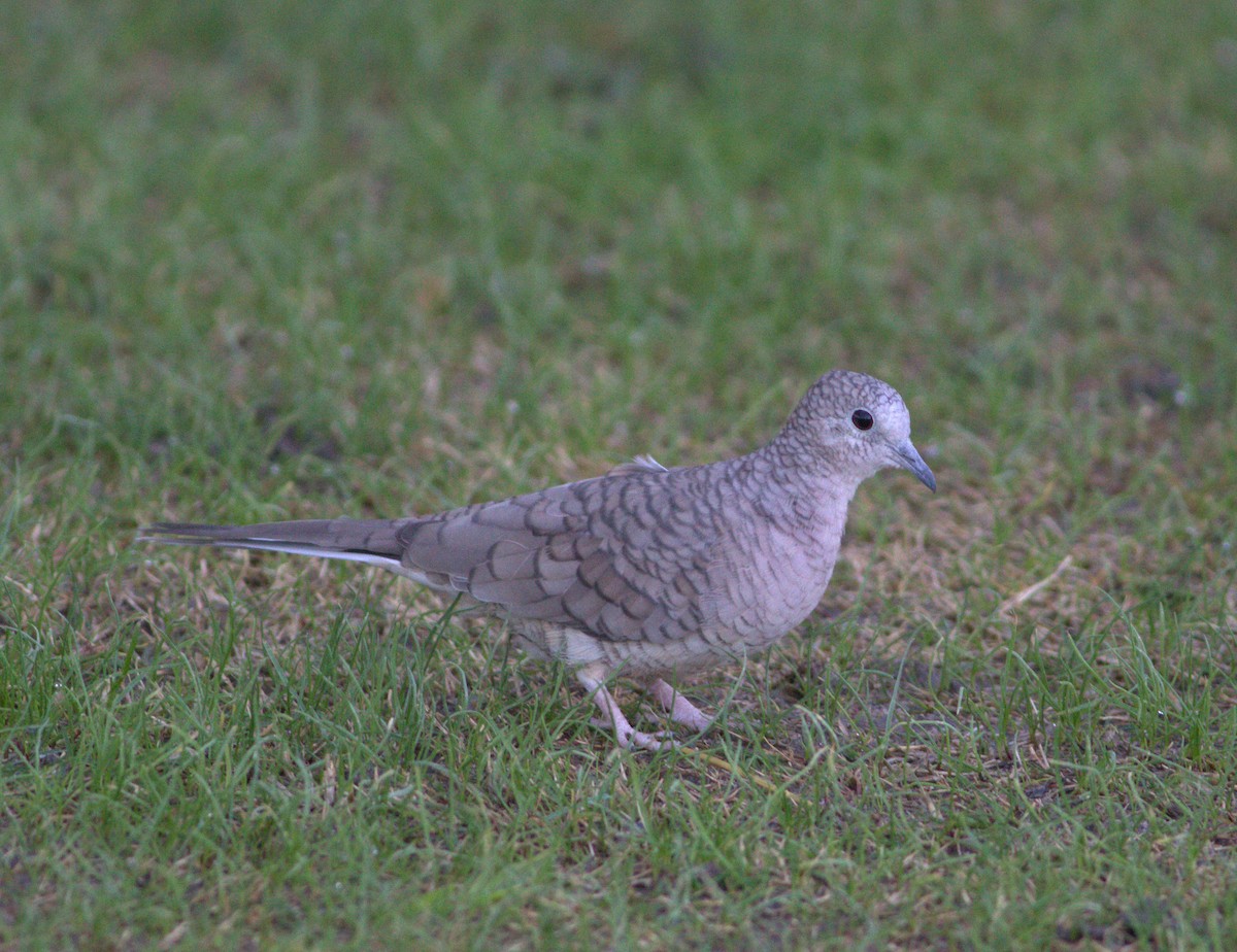 Inca Dove - ML132884491