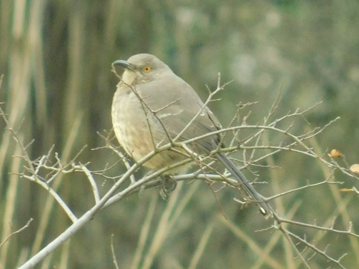 Curve-billed Thrasher - Ezekiel Dobson