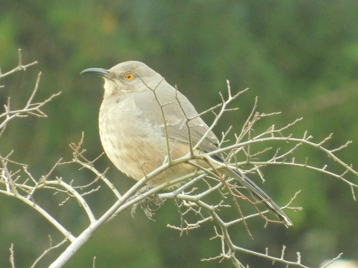 Curve-billed Thrasher - Ezekiel Dobson