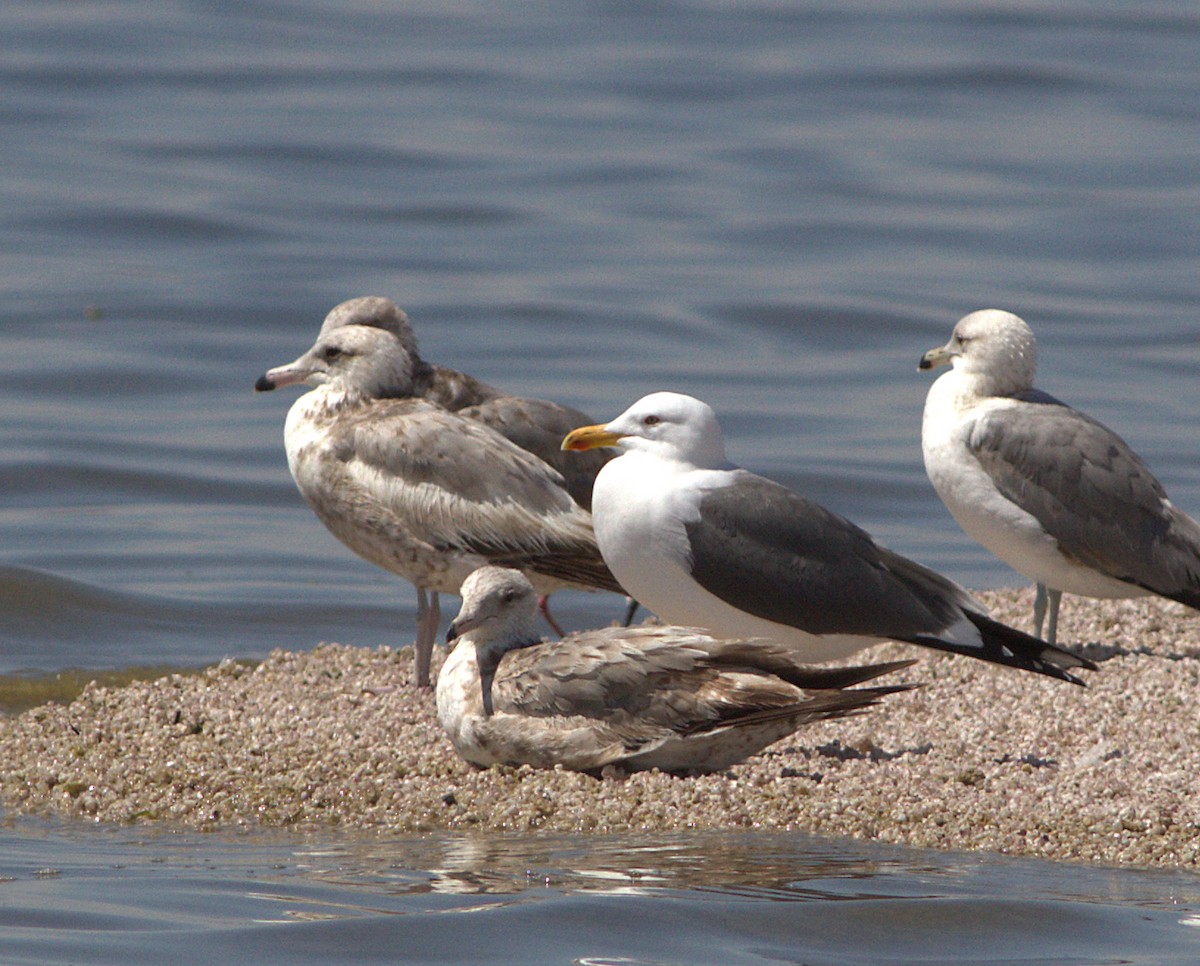 Lesser Black-backed Gull - ML132887561