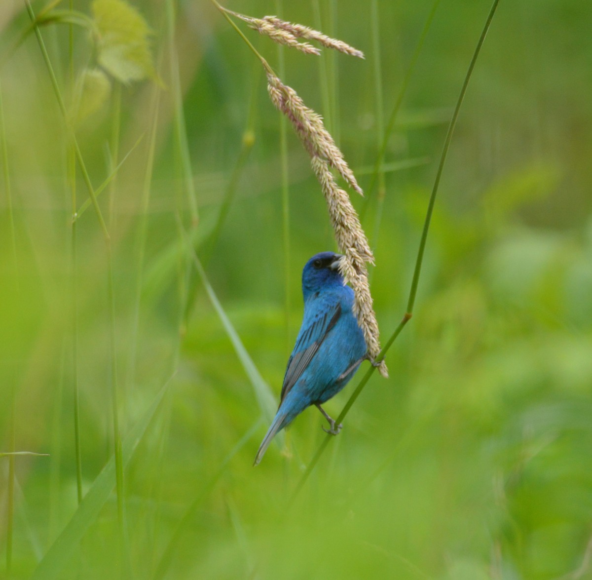 Passerin indigo - ML132888351