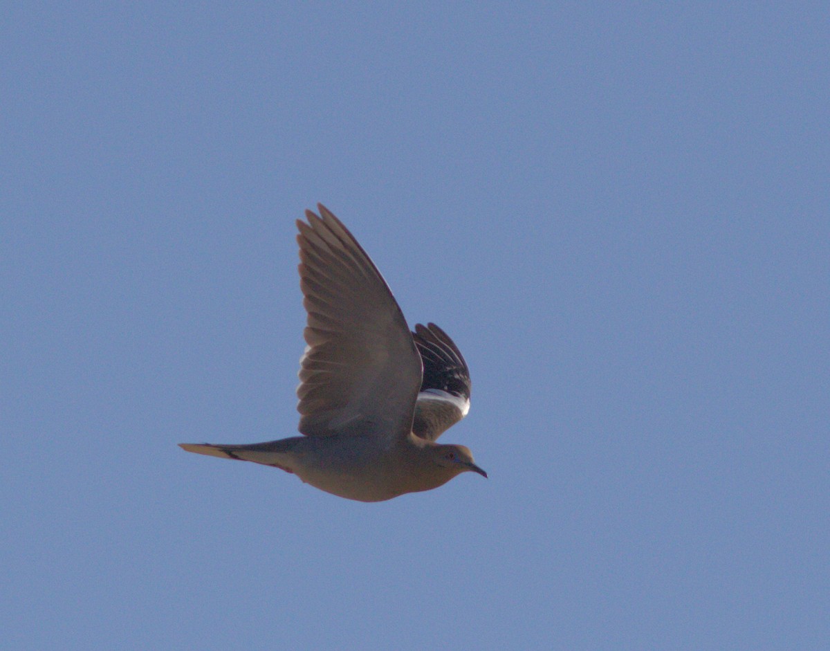 White-winged Dove - ML132889151