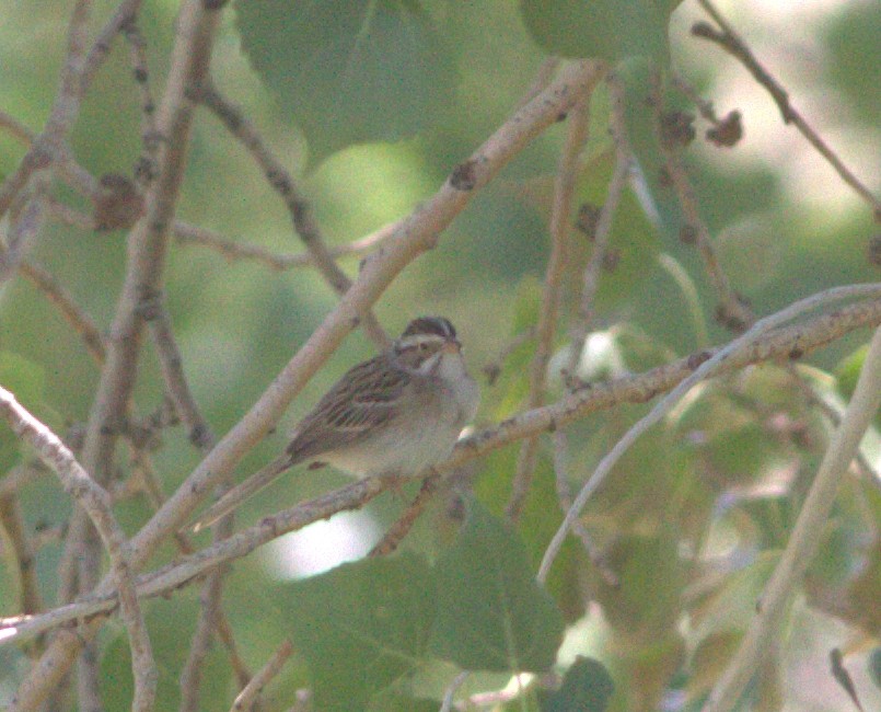 Clay-colored Sparrow - Curtis Marantz