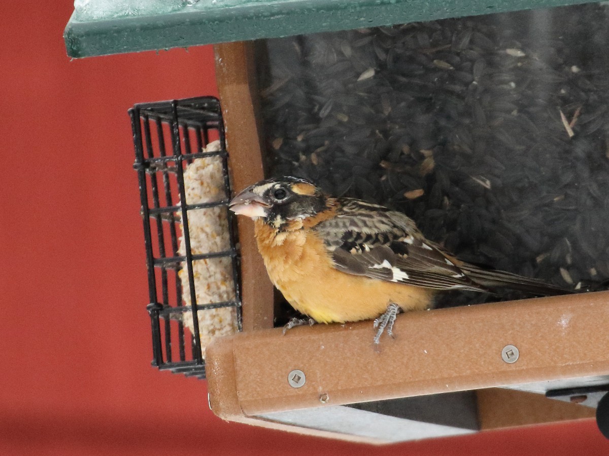 Black-headed Grosbeak - ML132890491