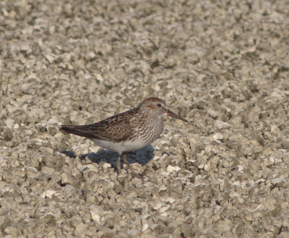 White-rumped Sandpiper - ML132891091