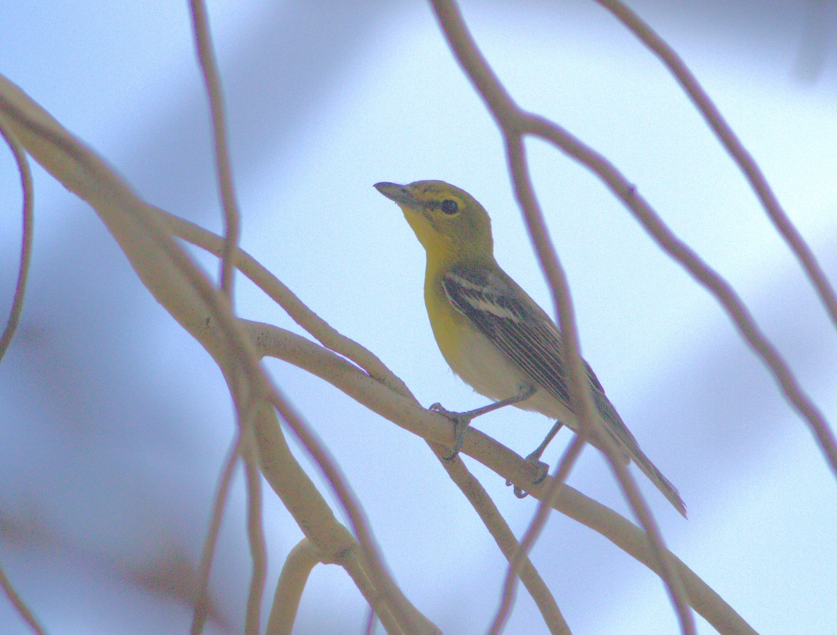 Viréo à gorge jaune - ML132891611