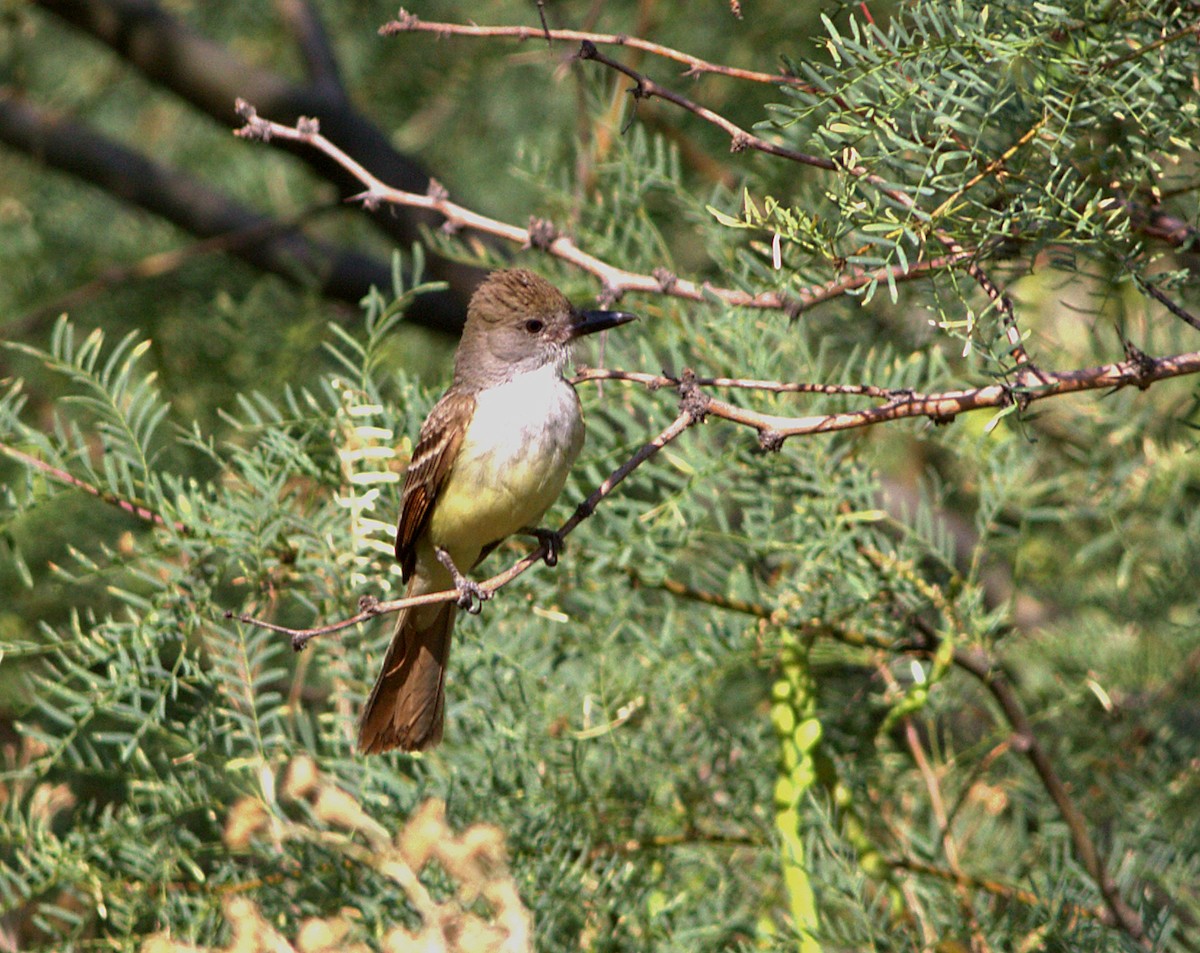 Brown-crested Flycatcher - Curtis Marantz