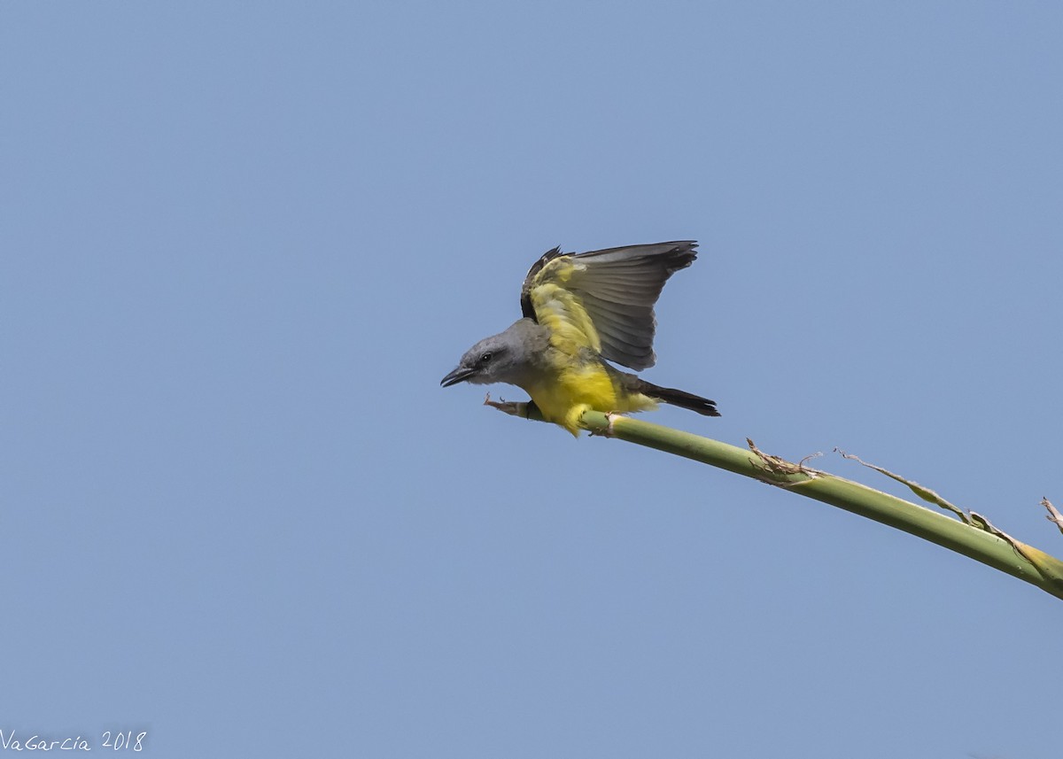 Tropical Kingbird - ML132895621