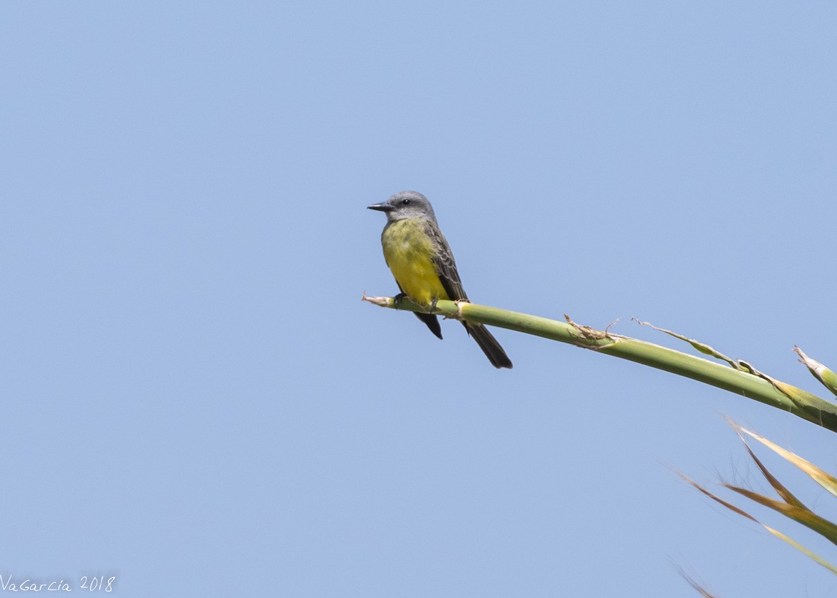 Tropical Kingbird - ML132895631