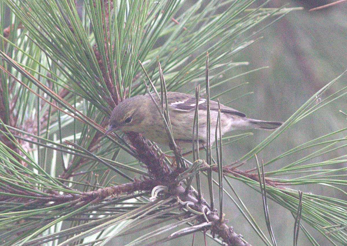 Setophaga sp. - Curtis Marantz