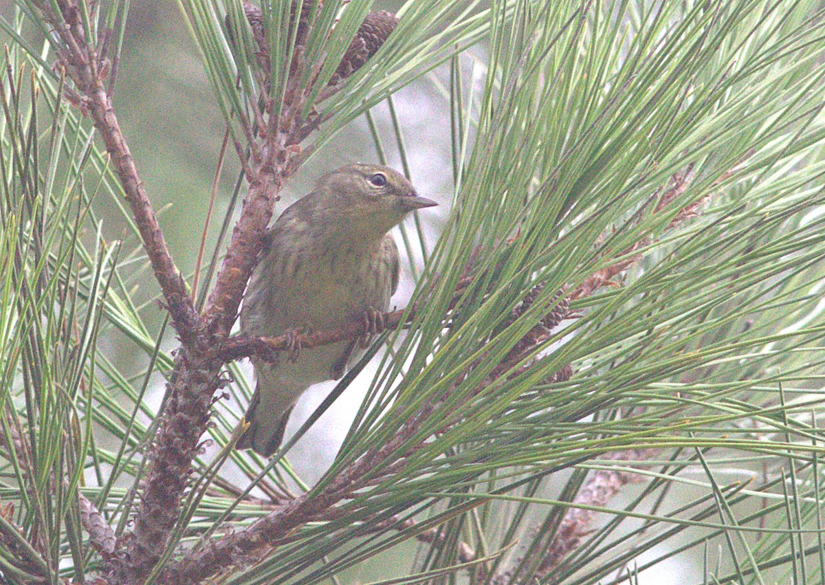 Reinita sp. (Setophaga sp.) - ML132896181