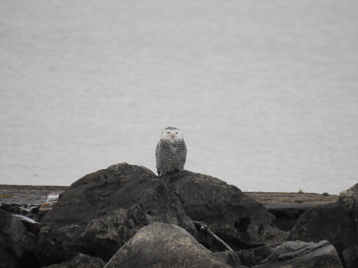 Snowy Owl - ML132898901