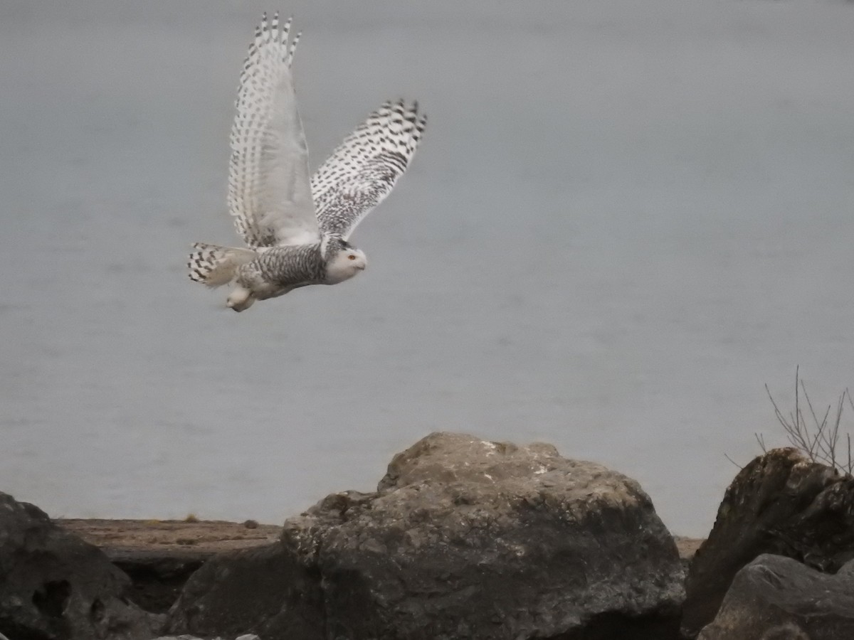 Snowy Owl - Jeff Ward