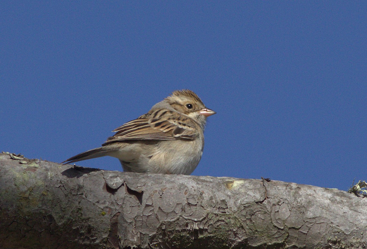 Clay-colored Sparrow - ML132900261